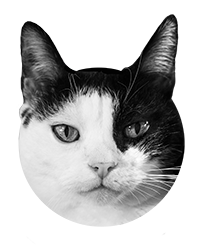 Mizia, the cat who inspired Lord Catness
